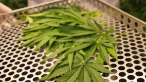 (Pro 4 free 1) HEMP TEA ชากัญชง ได้รับรางวัล FDA Quaily