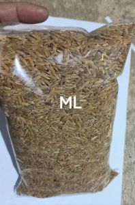 padi ketan putih super original pilihan benih padi ketan