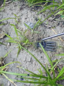 เครื่องมือดึงวัชพืช เครื่องมือปลูกพลั่วคู่มือคราดหญ้าคลายดินไถ Rooting ลบขุดการเกษตรเครื่องมือมือ ฟัน 5/6/11