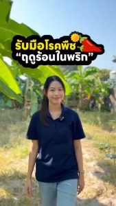 แบรนด์ ยาฆ่าแมลงผงสำหรับพืชผักไร่นา กรัม ปลอดสารพิษ ป้องกันูหนอนและแมลง ใช้ ได้กับด้วง หนวดยาว ปลวก เพลีย ไฟ แมลงหวีขาว หนอนกอข้าว หนอน ใยผัก หนอนม้วน ใบ อิมิดาโคลพริด