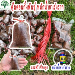 1 ตูม หมักน้ำยาเร่งราก - เชื่อมต่อ 2 เส้น กับ 2 ตูม ทุกถุง ฟรี