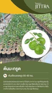 จิตตรา ต้นพันธุ์มะกรูด เสียบยอดสูง 60-80 cm ปลูกปีเดียวติดลูก พร้อมส่ง เครมฟรี ต้นพันธุ์ผลไม้ ต้นเตี้ย ผลดก