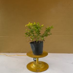 Cây Chuỗi Ngọc Hoa Tím (Chuỗi Ngọc Ta Giống Thuần Chủng) - Cây Trồng Trang Trí Hàng Rào Lối Đi Sân Vườn.