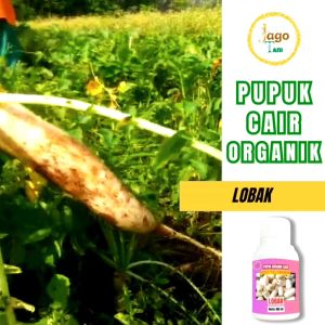 Pupuk Organik Cair Tanaman Lobak 100 Ml Tumbuh Gemuk Padat Segar Dan Subur By Jagotani Yogyakarta