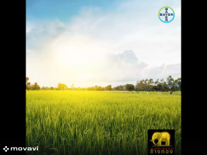 เคอร์บิกซ์ ขนาด(1 ลิตรx12) สารป้องกันและกำจัดแมลง เพลี้ยกระโดด เพลี้ยต่าง ๆ