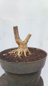 POHON BONSAI ANPUT/WRIGHTIA RELIGIOSA