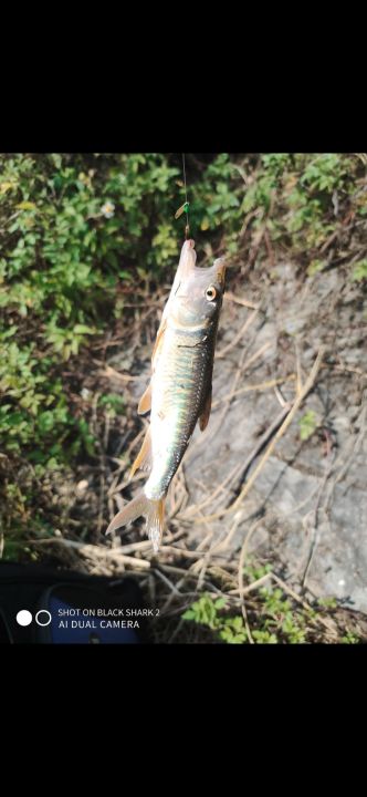 50%20l%C6%B0%E1%BB%A1i%20c%C3%A2u%20c%C3%A1%20si%C3%AAu%20b%C3%A9n%20l%C6%B0%E1%BB%A1i%20c%C3%A2u%20c%C3%A1%20nh%E1%BB%8F%20l%C6%B0%E1%BB%A1i%20c%C3%A2u%20m%C6%B0%C6%A1ng%20r%C3%B4%20%C4%91%E1%BB%93ng%20%20di%E1%BA%BFc%20kh%C3%ADnh%20.%20l%C6%B0%E1%BB%A1i%20c%C3%A2u%20gama%20%C4%91%E1%BB%8F%20c%C3%B3%20ng%E1%BA%A1nh%20.%2050%20c%C3%A1i%20/%20t%C3%BAi%20-%20Image%204