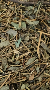 鸡骨草叶子 100g Abrus Herb Leaf