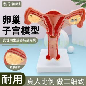 Female Internal Reproductive Anatomy Model Uterus and Ovary Model Reproductive Structure Model Family Planning Gynecological Model