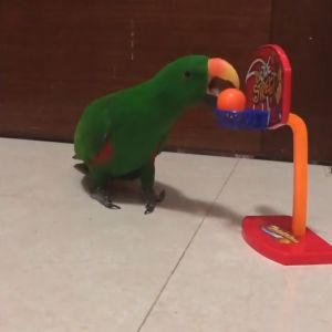 Birds toys set Bird tricks toys Mini basketball ring with ball for parrot lovebirds accessories toys