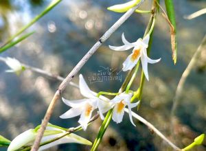 เอื้องแส้พระอินทร์ หรือเอื้องเสี้ยน 🌼กล้วยไม้หายาก 🌼ติดขอนไม้ 6 นิ้ว เป็นไม้กอ 8-15 ลำต้น /ขุนเขาการ์เด้น