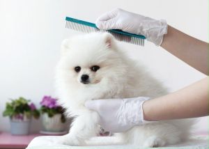 สติ๊กเกอร์ตกแต่ง ร้านบริการอาบน้ำ ตัดแต่งขน สัตว์เลี้ยง หมา แมว (PET Grooming PET-GR-001-020) คัดสรรมาเฉพาะภาพสวยๆ มีกาวในตัว ติดได้ทั้งกระจก ปูน และวัสดุอีกหลายชนิด