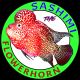 Sashimi The Flowerhorn