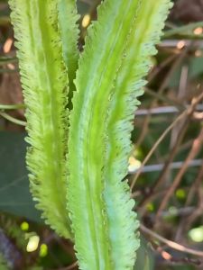 WINGED BEAN SEEDS / (5 seeds) SIGARILYAS SEEDS