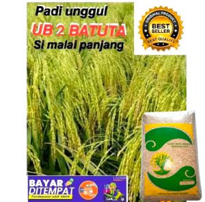 Benih padi unggul UB 2  BATUTA ASLI ACEH BIJI PADI DI SORTIR 90% BERKUALITAS Kemasan 5 Kg