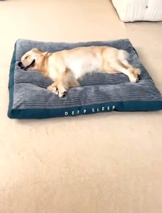 Super Comfy Fully Removable and Washable Pet Bed | Soft and Thick Dog Cat Mattress