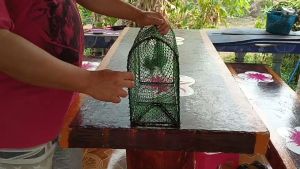 ลอบดักปลา ไซดักปู ลอบดักปู ลอบดักปลา ปลาเล็ก ปลาใหญ่ก็เข้าได้ ตาข่ายกว้าง 2.5 เซน โครงสร้างเป็นเหล็กชุดสีกันสนิดอย่างดี กว้าง 15 เซน ยาว  70 เซน สูง 26 เซน ใช้วางตาม ห้วย หนอง คลอง บึง ตามทางน้ำไหลตามคันนาปลาเลาะเล่นหากินตามฝั่งจะเข้าดีมากหมานๆ