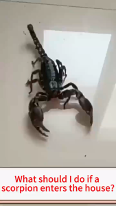 ⚡Scorpion Killer⚡scorpio insecticide 500ml scorpion insecticide