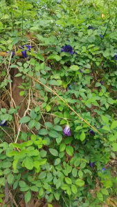 ดอกอัญชันสด 20ดอก ดอกม่วง ดอกใหญ่ ปลูกแบบออแกนิก เก็บสดส่งในวันเดียวกัน