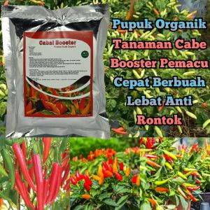 Pupuk Booster Cabe Cepat Berbuah Lebat Nutrisi Organik Anti Rontok Tanaman Cabe