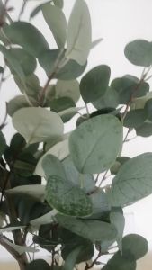 Eucalyptus Plant Artificial Plant Deco Plant Money Plant Artificial Plant Fake Plant Pokok Hiasan Pokok Palsu