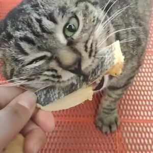 Dehydrated Home-Made Salmon Meat / Pet Snacks / Pet Treats