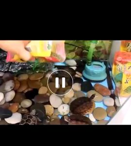 Thức ăn cho rùa gói 100gr