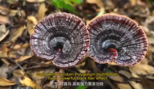 Xịt dưỡng tóc đen Polygonum multiflorum làm đen tóc bạc Xịt dưỡng tóc đen Polygonum multiflorum ngăn ngừa rụng tóc và kiểm soát dầu 100ML