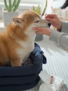 ทิชชู่เปียก ทิชชู่แผ่น สําหรับสัตว์เลี้ยง pet wipes ทิชชู่เปียกสุนัข ผ้าเปียกแมว แผ่นเช็ดตาใบหน้าและรอบดวงตา สําหรับสุนัขแมวทุกวัย 80 แผ่น