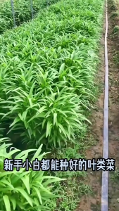 [ HARGA PROMO ] benih kangkung isi banyak kemasan premium