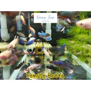 【Ocean Zone】Female Fighting Fish / Female Betta - 5pcs (Live Fish with DOA)