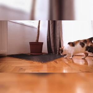 49*13/42*34cm Kawat berduri anti-kucing Paku bulat kecil anti-kucing tanpa melukai kucing Keset Berduri Kucing Taman