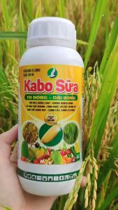 COMBO PHÂN BÓN LÁ GIÚP TO ĐỒNG DÀI BÔNG VÔ GẠO NHANH CHUYÊN LÚA - KABO SỮA (500ML)  VÀ SIÊU VÔ GẠO (500ML)