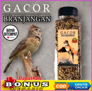 pakan burung gacor branjangan pakan burung branjangan varva burung apung bagus sehat rajin bunyi berkicau gacor dor gacor cor termurah murah meriah murah banget terlaris laris manis lark bird feed canary seeds insect powder white millet multivitamin and m