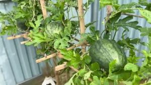 (5 SEEDS) YELLOW WATERMELON/SUGAR DELUXE F1/EASY TO GROW/HIGH YIELD/MORE PROFIT