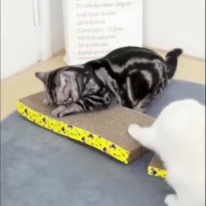 papan garuk kucing mainan kucing berbentuk S tahan lama dan tahan di garuk menyenangkan hewan
