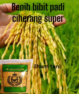 BIBIT PADI CIHERANG MURNI  1KG