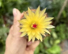 Echeveria Claudia Rose Succulent 克罗地亚玫瑰諁多肉植物Succulent