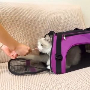Breathable Pet Carrier Backpack: A Comfortable & Adjustable Solution
