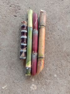 bibit stek tebu 4 warna