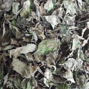 TEH .DAUN PECUT KUDA KERING ATOU DAUN JARONG KERING /HERBAL DAUN JARONG ATOU PECUT KUDA KERING per 100 grm