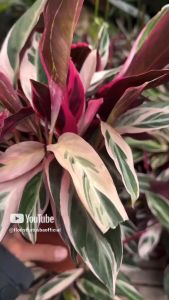 Tanaman Daun Calathea Triostar Tiga Warna: Tips dan Panduan