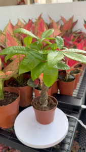 Pachira Aquatica 3-Braided Money Tree Thick Trunk Indoor Feng Shui Plant with Pot