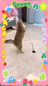 Fly-soft PET ของเล่นแมว ของเล่นล่อแมว Cat toy ขนนก แบบปุ่มดูดสุญญากาศ ไม้ตกแมว ไม้แหย่แมว สําหรับแมว