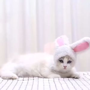 Mũ nón cho Chó Mèo nhiều hình dáng dễ thương - Love pets shop