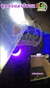 ชุดล่อแมงจีซอน ดักแมงกะชอน ดักแมงอีซอน ล่อแมลง - ชุดล่อแมงจีซอน ดักแมงกะชอน ดักแมงอีซอน ล่อแมลง