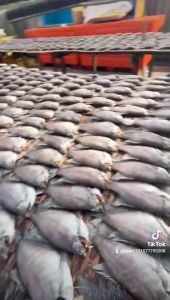 Khô cá sặc rằn U Minh Lạt vừa ăn Con to Bỏ Đầu 13-16con/kg- ĐẶC SẢN MINH TRIẾT