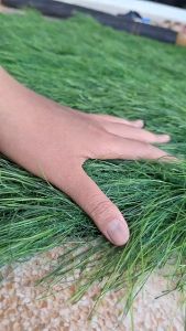 (แบ่งตัด) แฝกเทียม ฟางเทียม สีเขียว ฟางมุงหลังคา แฝกหลังคา มุงแฝก หลังคาหญ้าแฝกเทียม เริ่มต้น 1 ตร.ม.