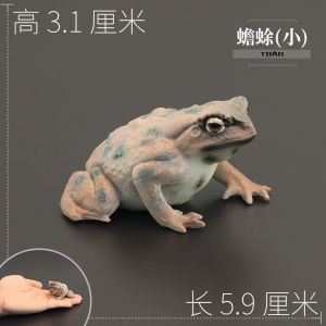 Solid Childrens Realistic Animal Toy Model Frog Toad Shrimp Amphibian Cognitive Gift Display Simulation Animal Doll Toy