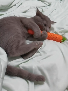 ของเล่นสัตว์เลี้ยง แครอทเชือก มี2ขนาด แบบเชือก ของเล่นแมว ของเล่นหมา ของเล่นสำหรับสัตว์เลี้ยง ของเล่นสำหรับสัตว์เลี้ยง ของเล่นแบบขัดฟัน ลับเล็บแมว